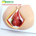 VENDER 12463 Life Size Anatomy Biology Education Male Perineum Medical Model